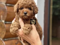 Toy poodle yavrumuz