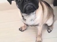 5 Aylık Pug Mops Acil