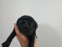 Pug Mobs Bebekler