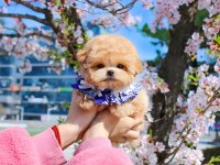 GERÇEK KORE ASILLI MALTIPOO BEBEKLERİMİZ