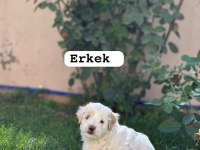 58 günlük terrier yavrular Gaziantep