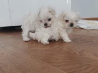 Safkan kore maltese sıfır boy