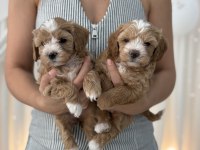 Maltipoo Prensesler