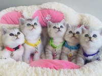 Bu kalite hiçbir yerde yok! Silver beitish shorthair 