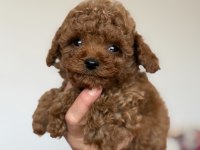 2 Aylık Toy Poodle Yavrular Yeni Ailelerini Arıyor