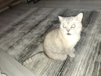 British shorthair 7 yaşında