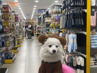 Pomeranian tilki surat