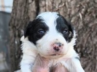 Border collie yavrularımız