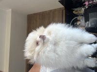 Erkek çocuk snow pomeranian