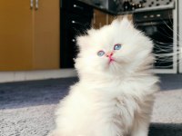 Full şecereli british longhair prensese yuva arıyorum