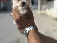 A kalite teacup 2.5 kg garantili erkek maltese yavrumuz