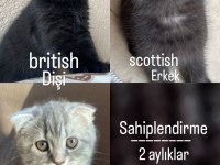 Scottish fold british shorthair yavrular