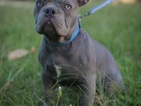 Lilac Erkek French Bulldog
