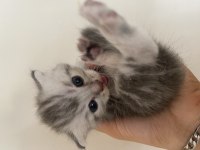 BRİTİSH SHORTHAİR KEDİMİZ SAHİPLENDİRİLECEKTİR
