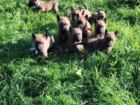 Kral babadan malinois yavrular