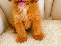 Maltipoo erkek