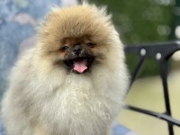Ayı Surat Pomeranian Boo Yavruları