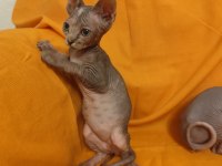 Sphynx home kedisi