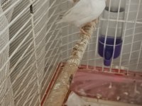 2 takım çok uyguna bengal ispinozu
