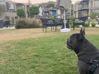 Sahiplendirlecektir french bulldog