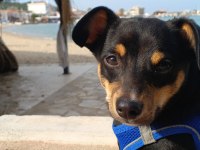 Yerinde duramayan chihuahua
