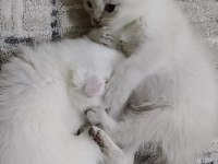 Ciddi alıcı arasın scottish fold