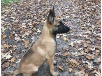 Belçika kurdu (MALİNOİS) köpeği