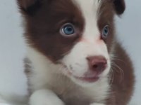 Kahverengi beyaz border collie yavru