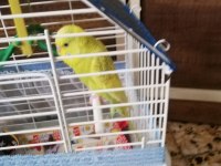 Muhabbet kuşu evcil
