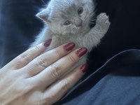 British Shorthair Yavrular