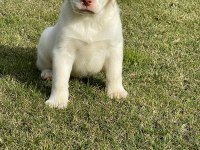 Safkan Labrador Retriever Yavruları
