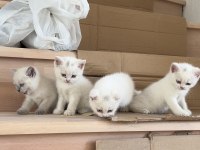 Çok acil uyguna british shorthair