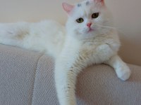 Baba tam eğitimli ve deneyimli british shorthair