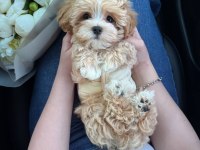Maltipoo Yavrularımız