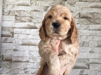 Cocker erkek dişi american cocker yavrularım
