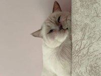 British Shorthair Eyes blue kedi