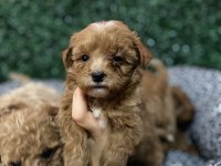 MALTİPOO BEBEK KÖPEKLER