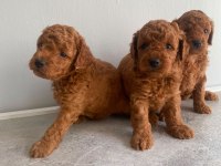 A kalite poodle