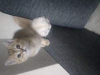 Paşa iki aylık british shorthair