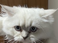 OYUNCU BRİTİSH LONGHAİR ERKEK