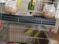 Kalite muhabbet kuşu beslemek isteyene
