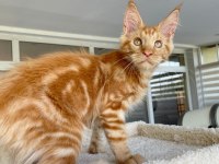 Show Class Mainecoon Yavruları (Faturalı) 