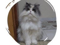 Kız Evlada Sahıp Olmak İsteyen
