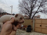 Tea cup chihuahua