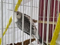 Konuşan evcil white face sultan papağanı