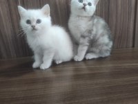 British shorthair bebeklerim