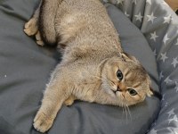 Scottish Fold Yavru