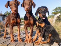 Safkan European KIZIL DOBERMAN yavru