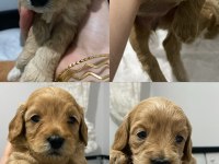 Ankara Toy Poodle Yavruları Sahiplerini Bekliyor