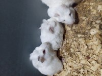 Yavru guinea pig